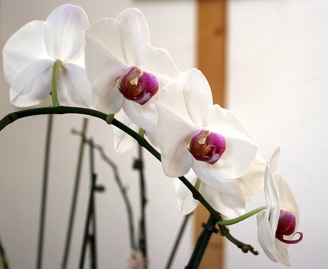 květy orchidee
