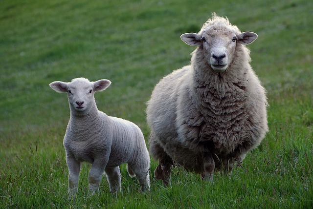 Ovce na venkově
